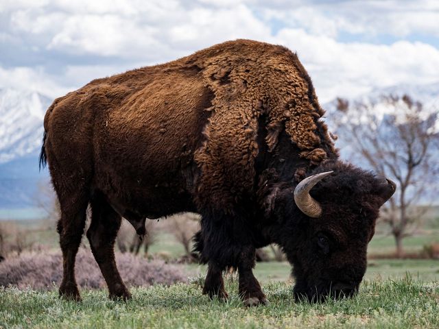 A bison grazes on open grass.