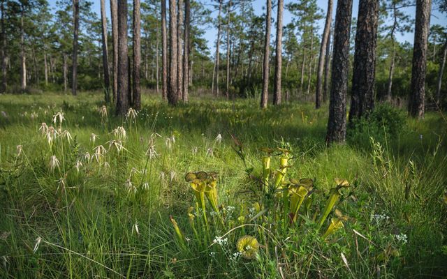 A forest of longleaf pine in the background with pitcher and native plants in the foreground. 