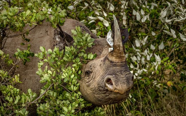 a rhino peaking through leafy foliage.