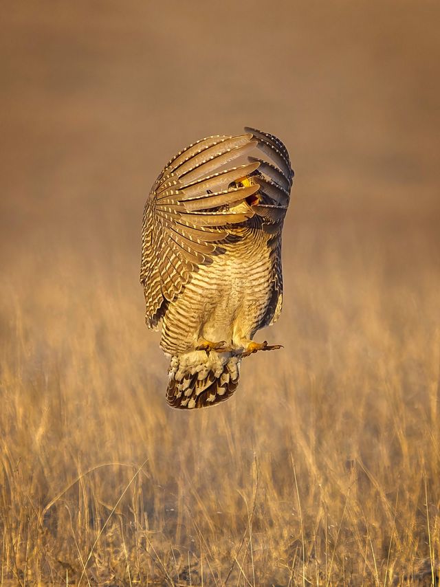 a prairie chicken seems to hover a few inches off the ground of a grassy prairie with its wings fully forward, obscuring its face.
