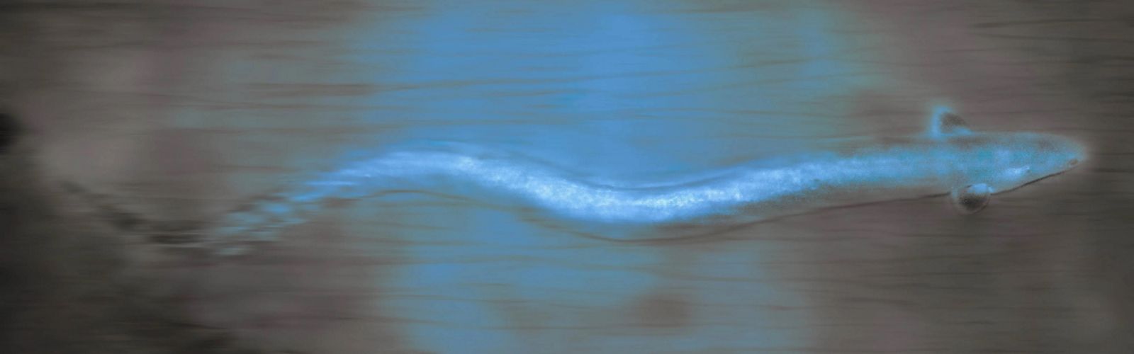 Eel with large black eyes seen blurred in water.
