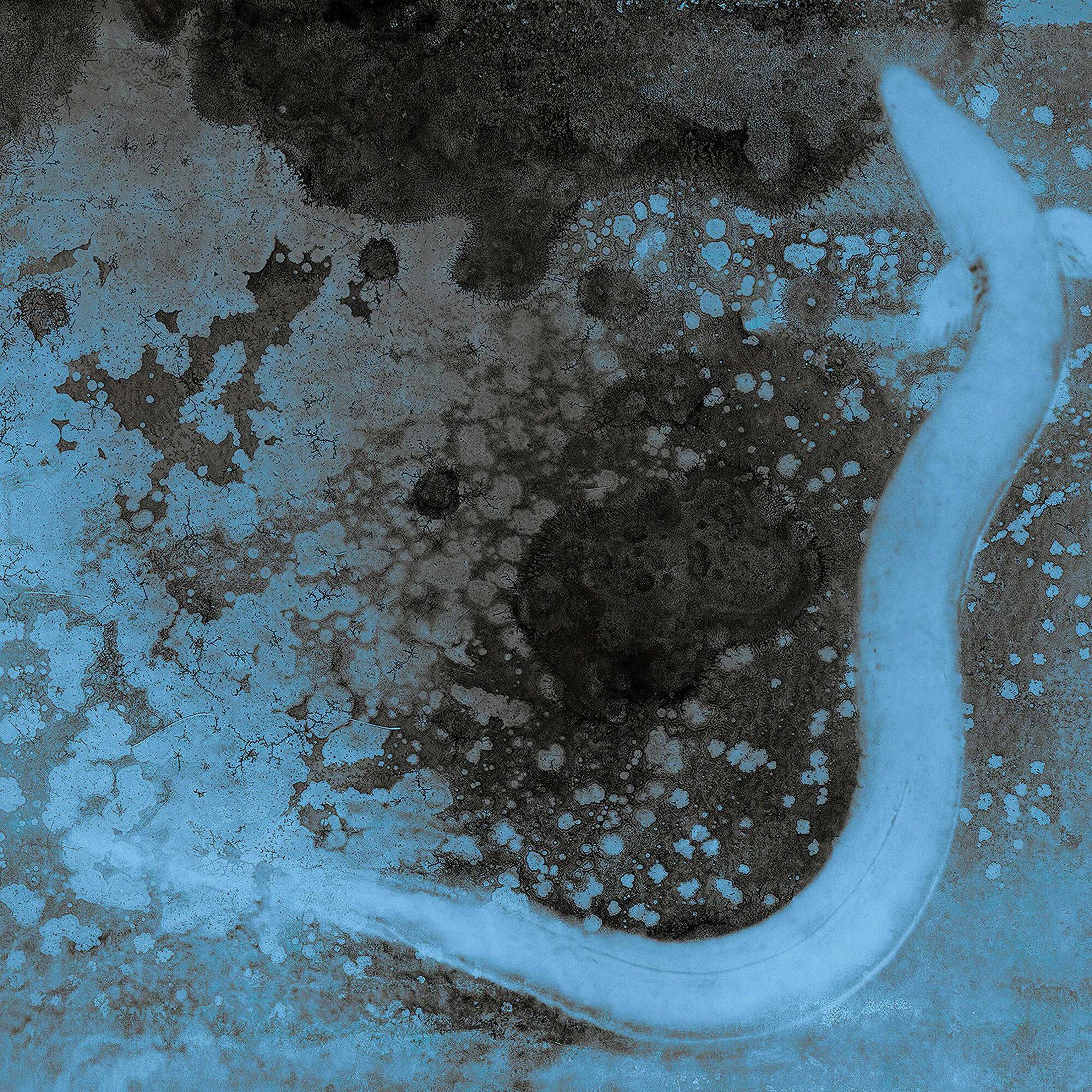 Eel seen from above in blue water.