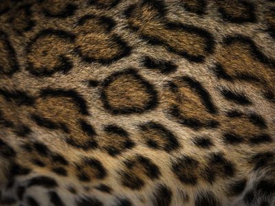 A closeup of an ocelot's fur pattern.