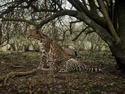 An ocelot and ocelot kitten sit together in dense brush beneath a tree.