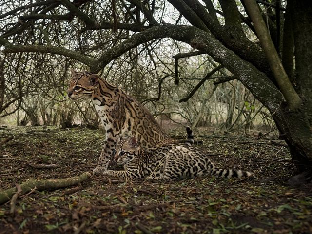 An ocelot mother sits with her small kitten in heavy brush.