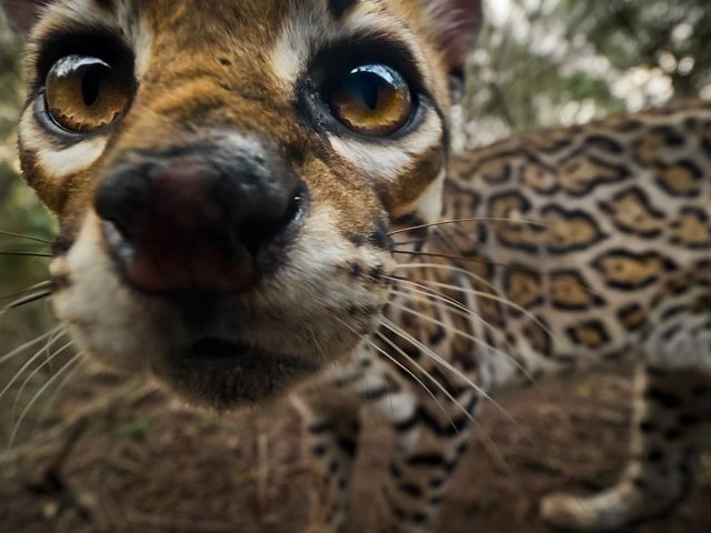 A small ocelot with spots and bright, golden eyes stares into the camera.