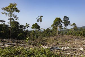Deforestation
