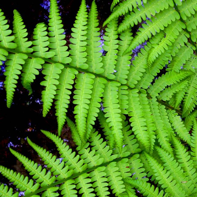 Ferns are abundant in Manchester Cedar Swamp in Manchester, New Hampshire.