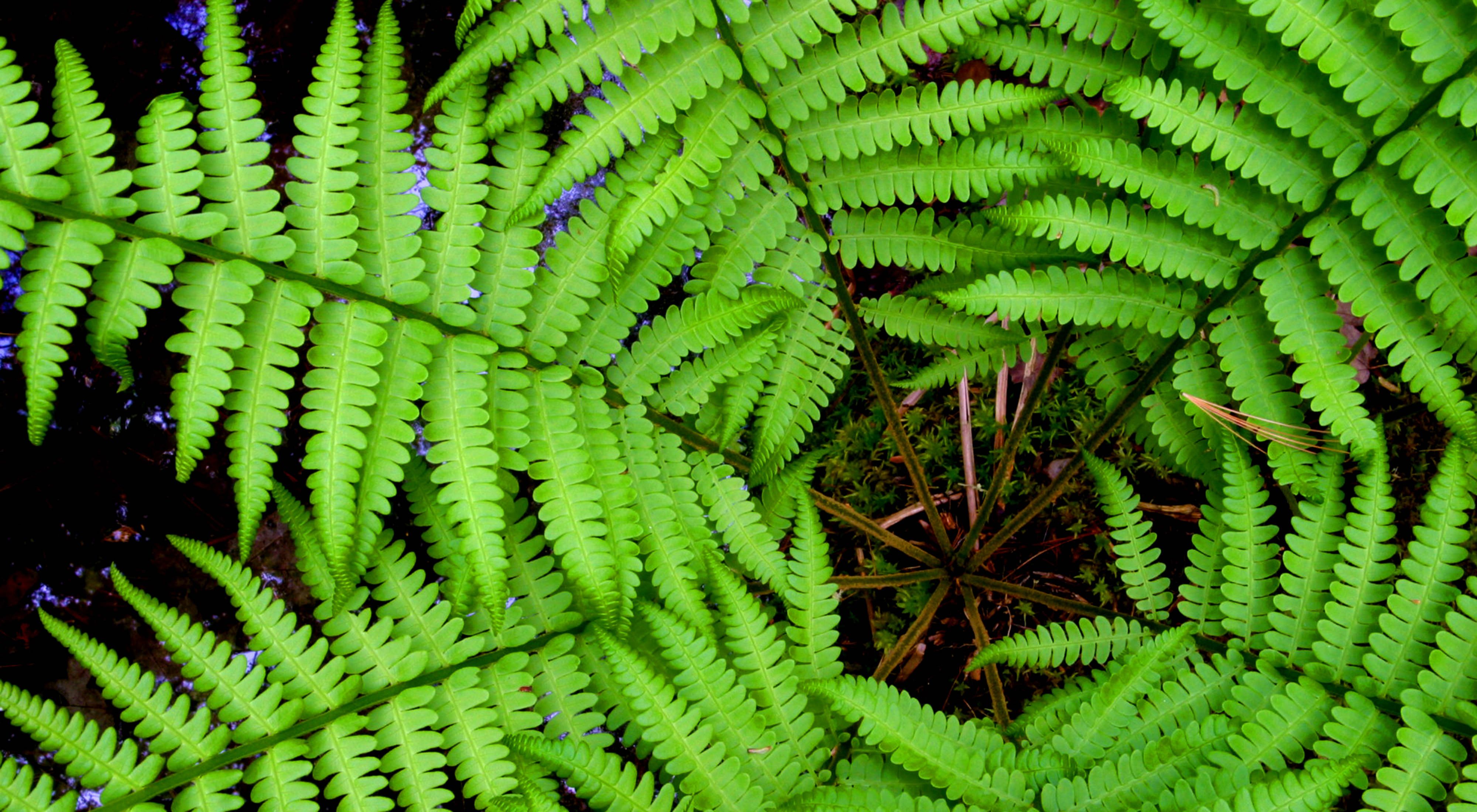 Looking down on bright green fern fronds.