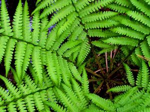 Looking down on bright green fern fronds.