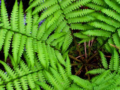 Close up of a green fern.