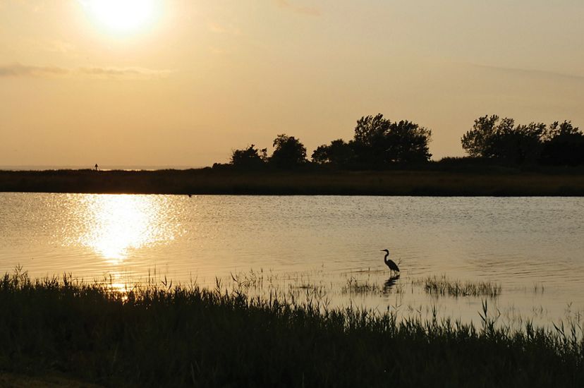 A great blue heron hunts on the edge of a wide expanse of water, silhouetted against the setting sun.