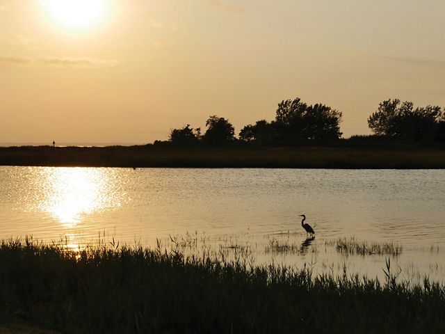 A great blue heron stands in water during a sunset.