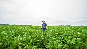 Soybean Farm