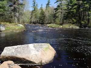 View of rocks and trees along the Narraguagus River in Maine.