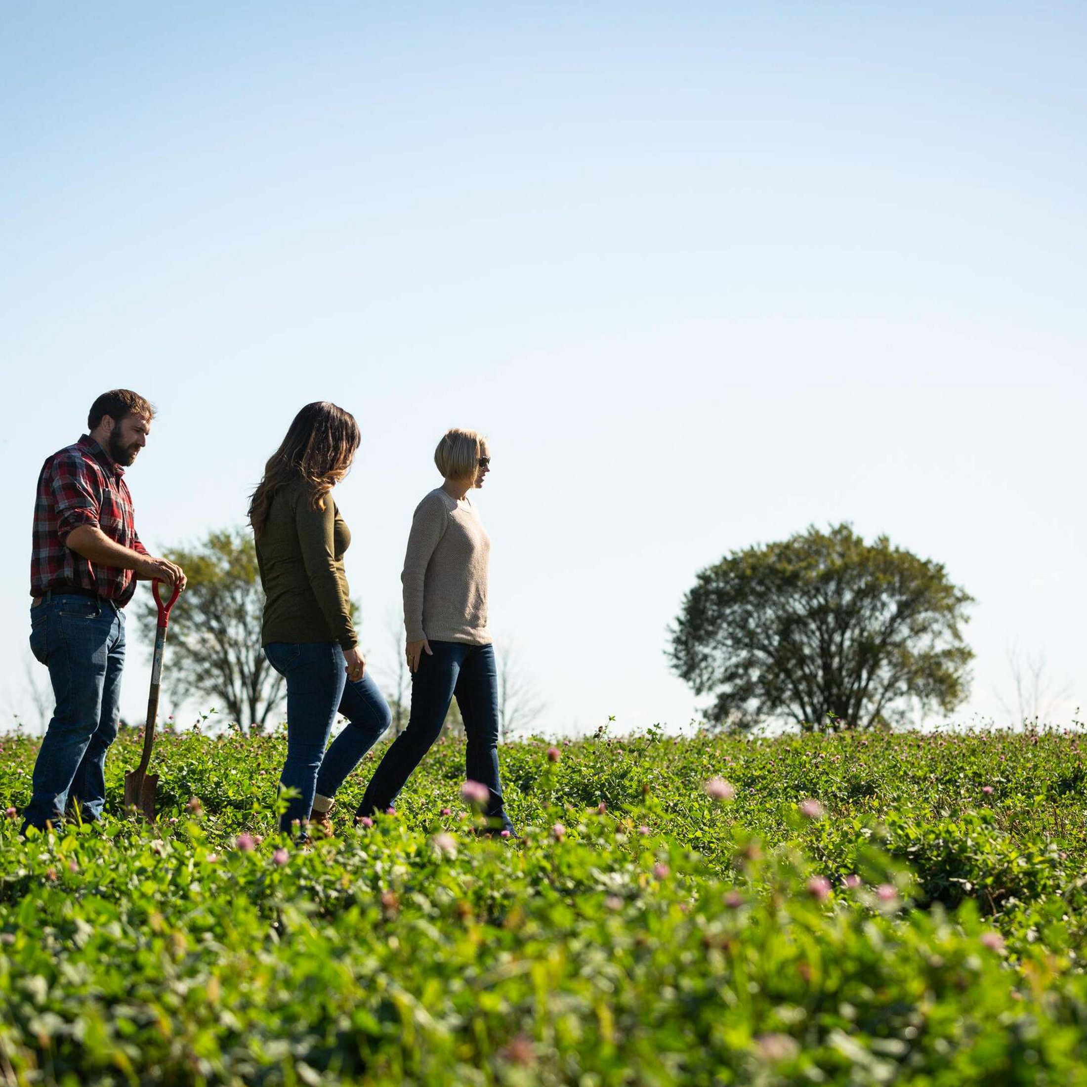 Three people walk through an agriculture field on a sunny day. 