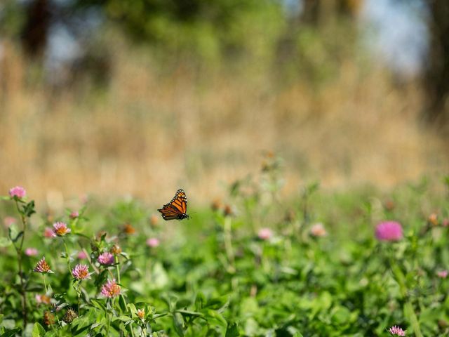 A butterfly fluttering above a field of low lying plants with pink flowers.