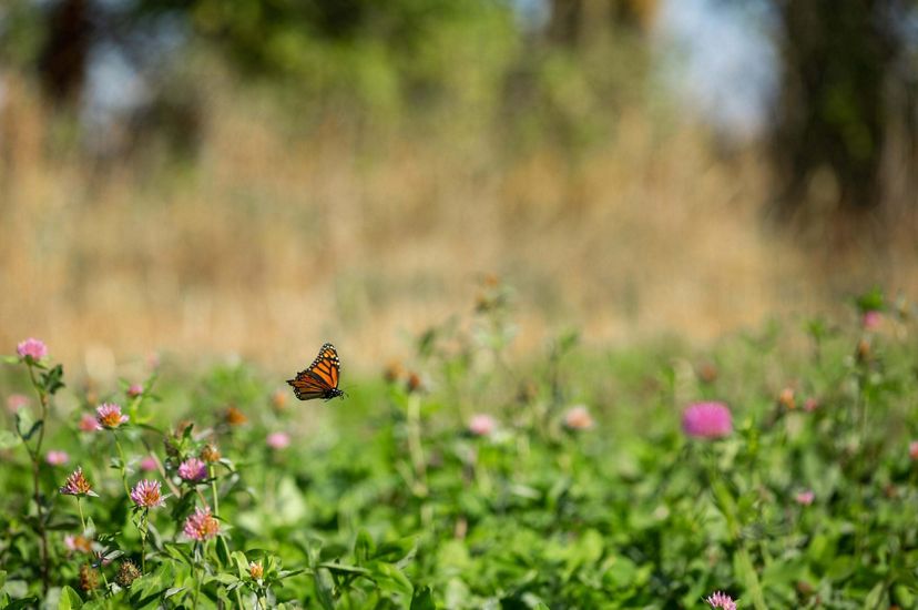A butterfly fluttering above a field of low lying plants with pink flowers.
