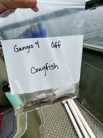 Bag labeled crayfish with a few crayfish resting at the bottom. 