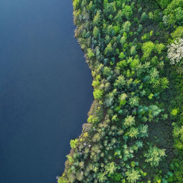Aerial view of Young's Lake with rich green forest along the coastline. 