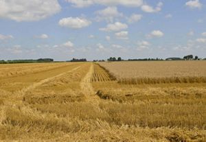 A field of golden wheat. The sky is blue and dotted with fluffy white clouds. 