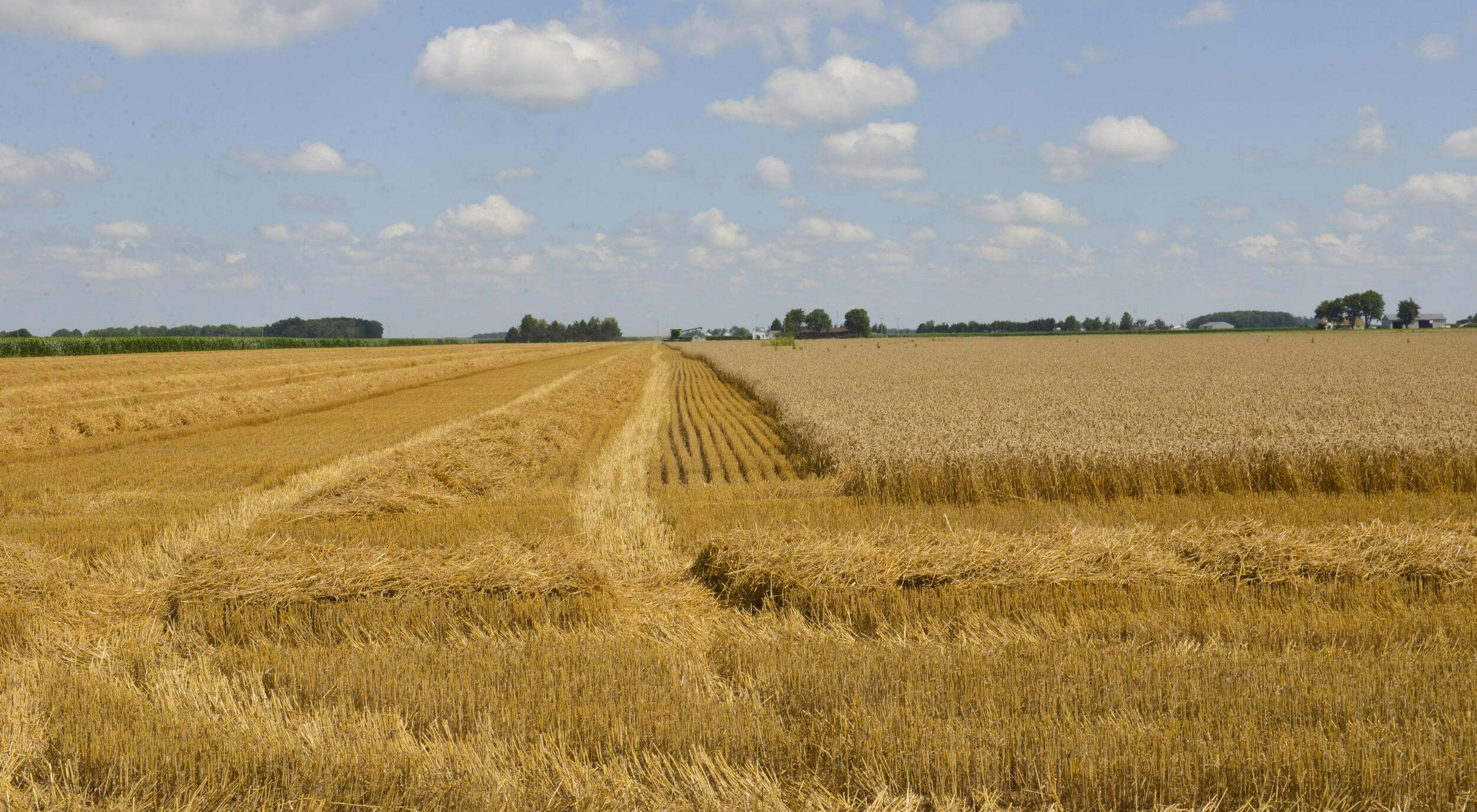 A partially harvested field of wheat under a pale blue sky that is dotted with clouds.