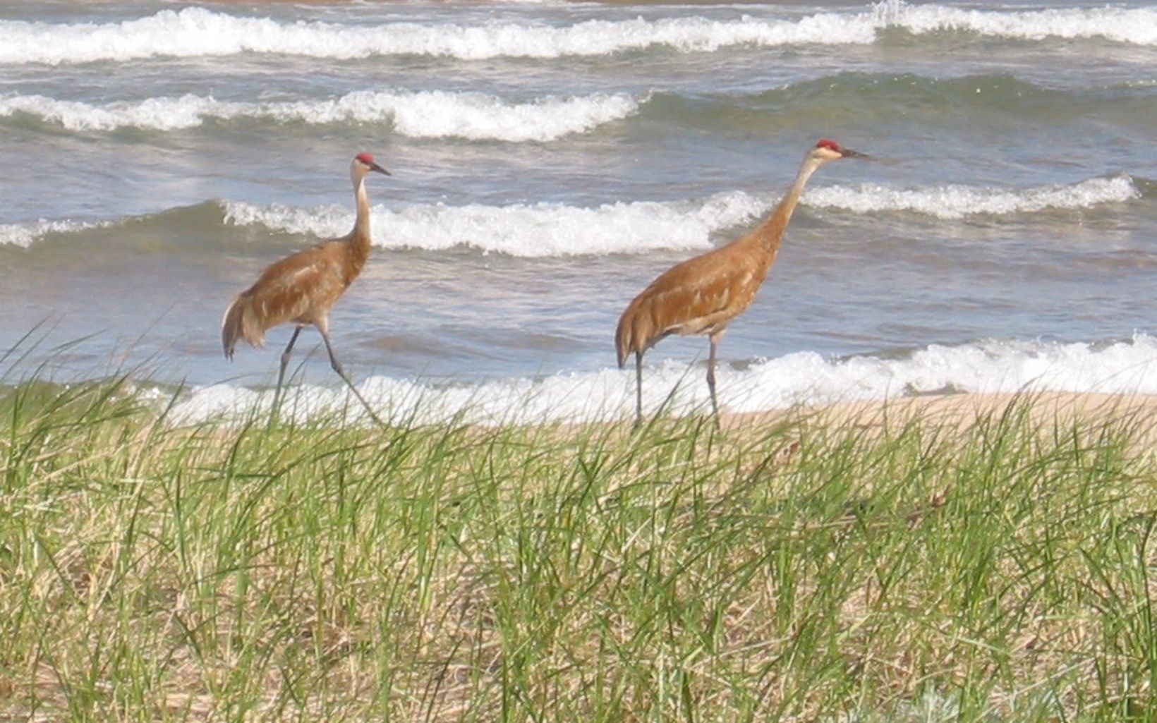 Two sandhill cranes stand along a grass and sand-covered lake shoreline.