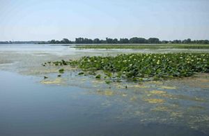  Lotus flowers at Erie Marsh Preserve.
