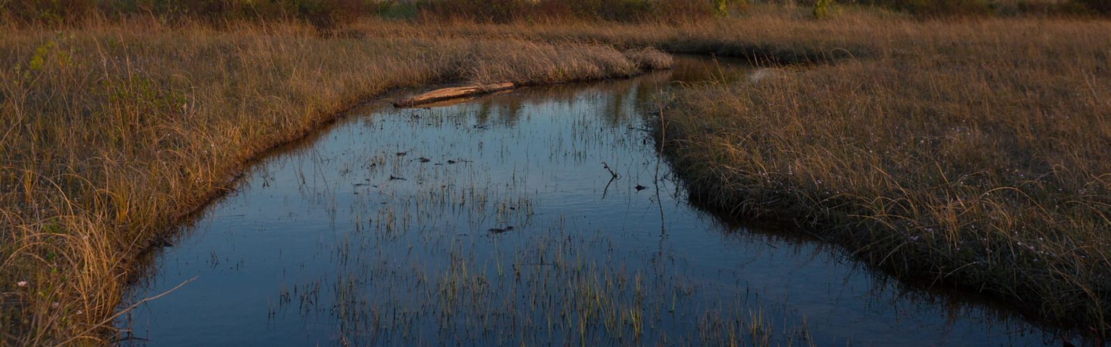 A coastal marsh with a small creek running through the center of the image. Shrubs and grass and both sides of the creek