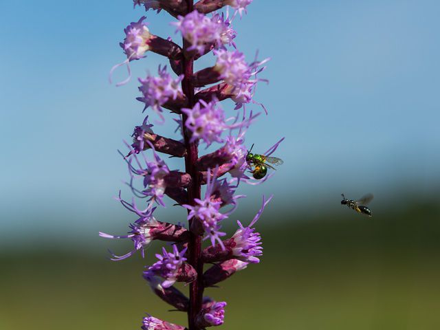 An insect rests on the purple blooms of a blazing star while another flies closer at Paw Paw Prairie Fen in southwest Michigan..