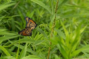 Two butterflies rest on a leafy plant at Paw Paw Prairie Fen Preserve in Michigan.