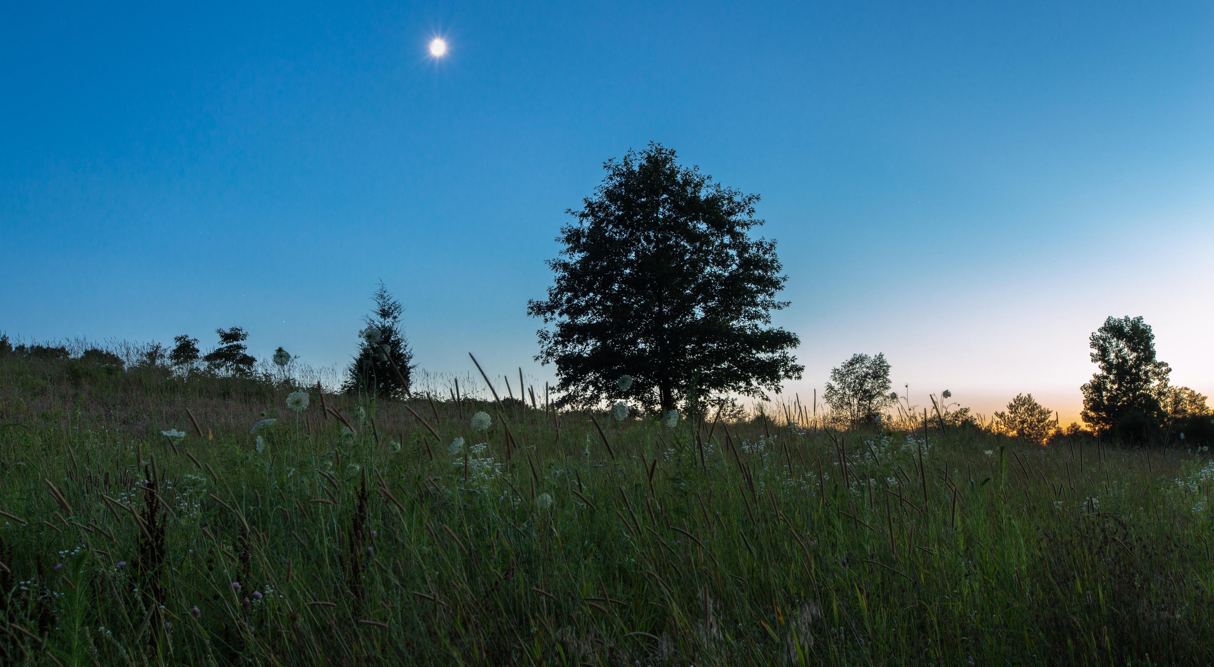 The moon shines over Paw Paw Prairie Fen Preserve. The sun is just starting to rise over the horizon. 