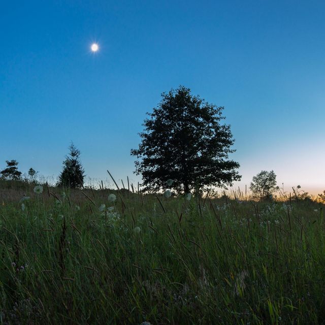 The moon shines over Paw Paw Prairie Fen Preserve. The sun is just starting to rise over the horizon. 
