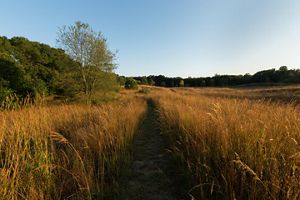  Paw Paw Prairie Fen Preserve in southwest Michigan. 