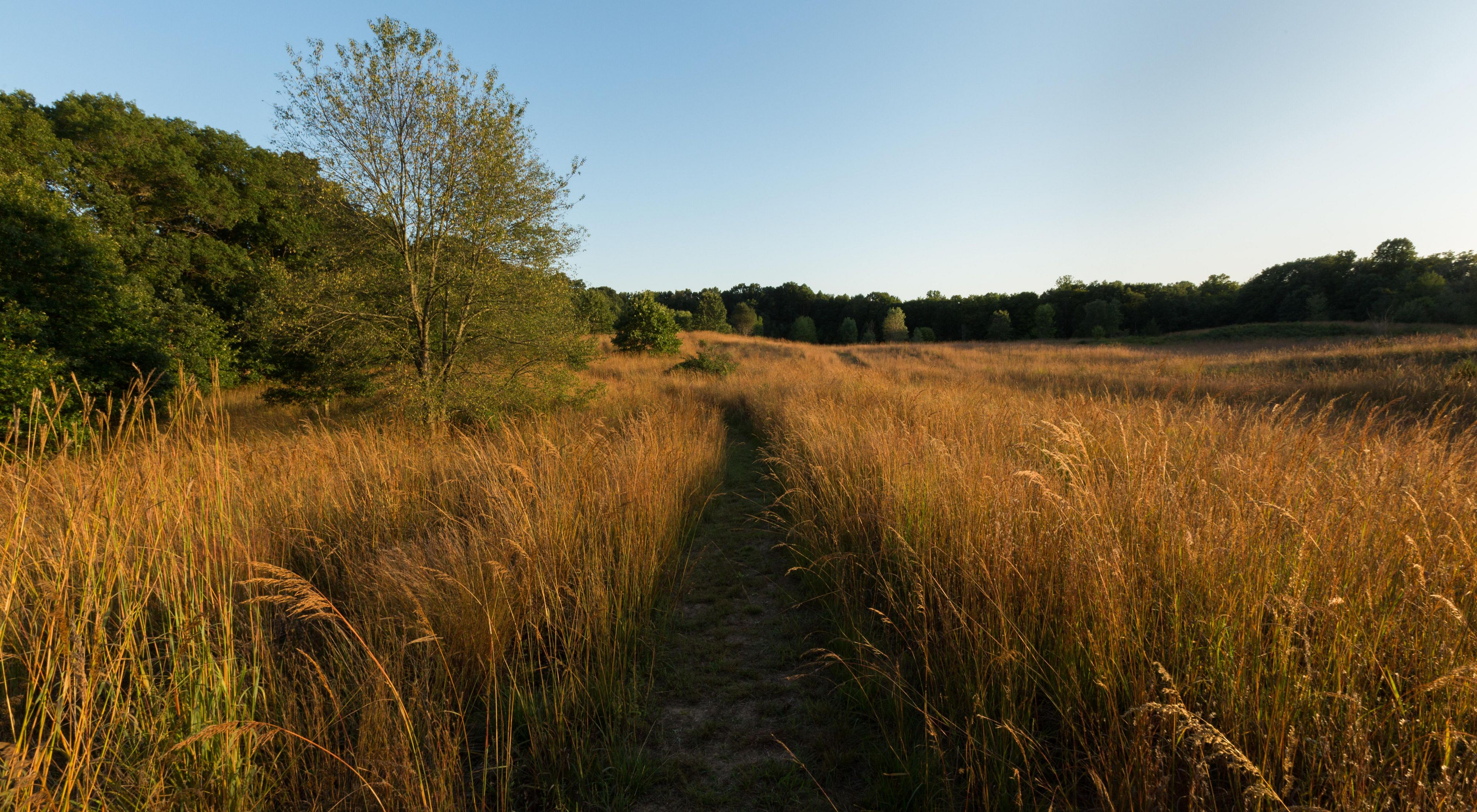 A path through tall grasses at the Paw Paw Prairie Fen Preserve in Mattawan, Michigan on an autumn day. 
