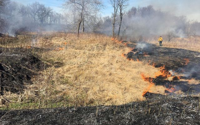 A low-intensity fire moves over an area of the Ives Road Fen Preserve in Michigan. In some areas, the land is dark indicating the fire has passed over. 