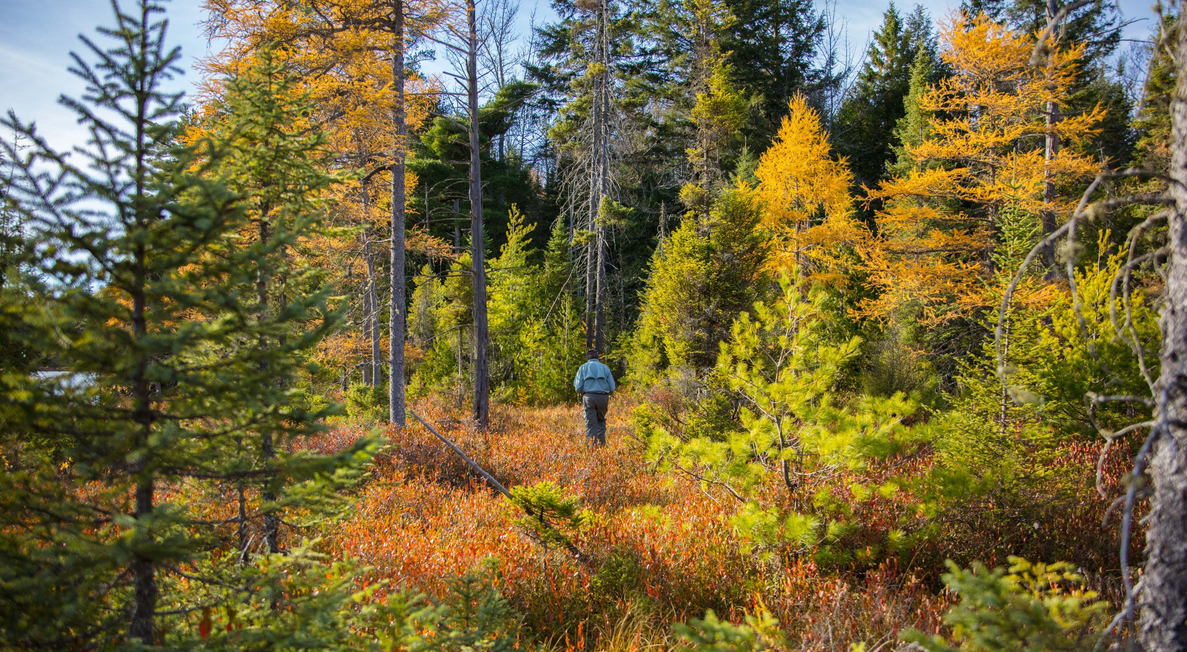 A person walks through a forest of trees that are covered in brightly colored autumn leaves. 