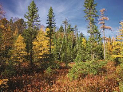 A forest of brightly colored autumn trees.