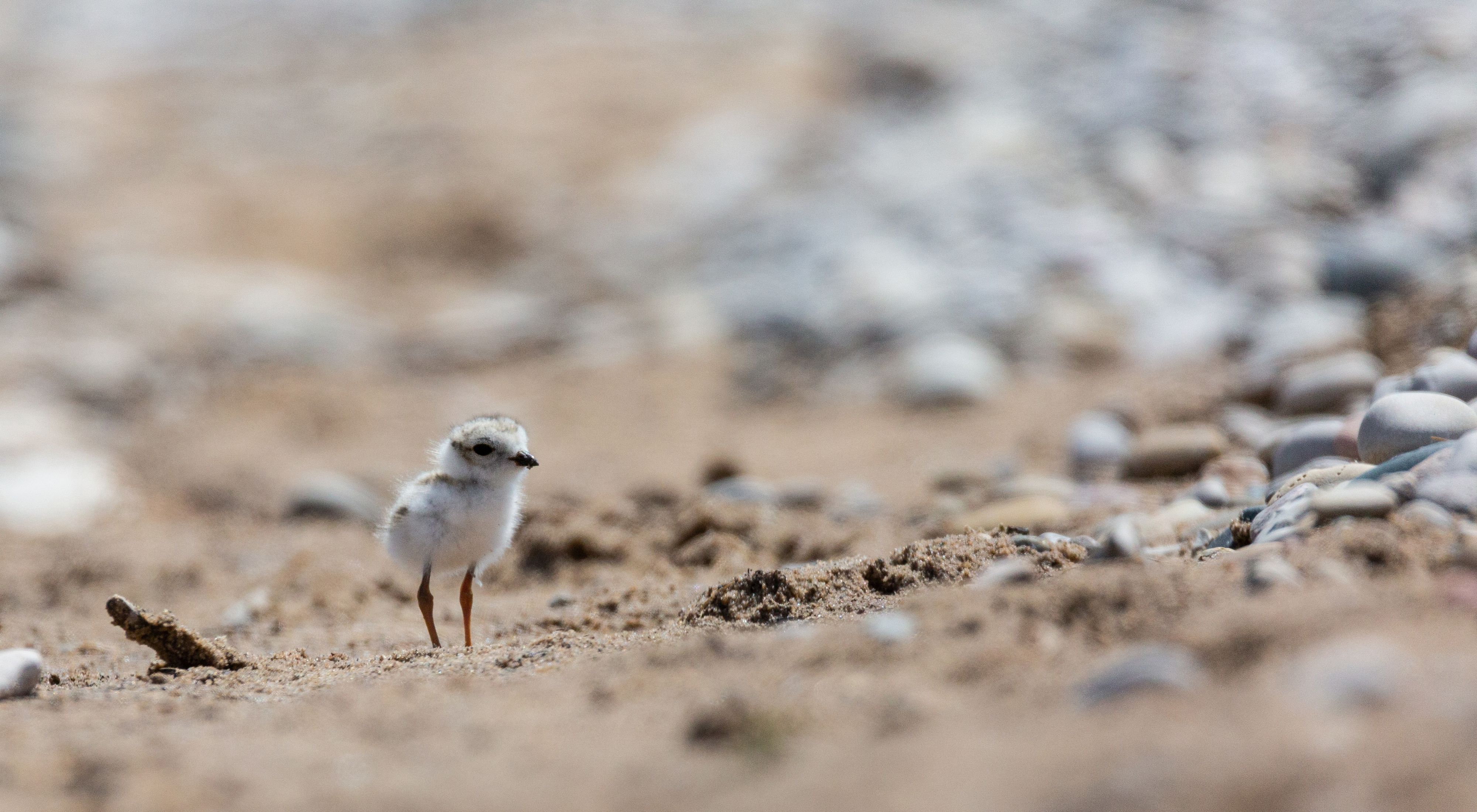 A small shorebird, mostly white with brown streaking, stands on beach pebbles. 