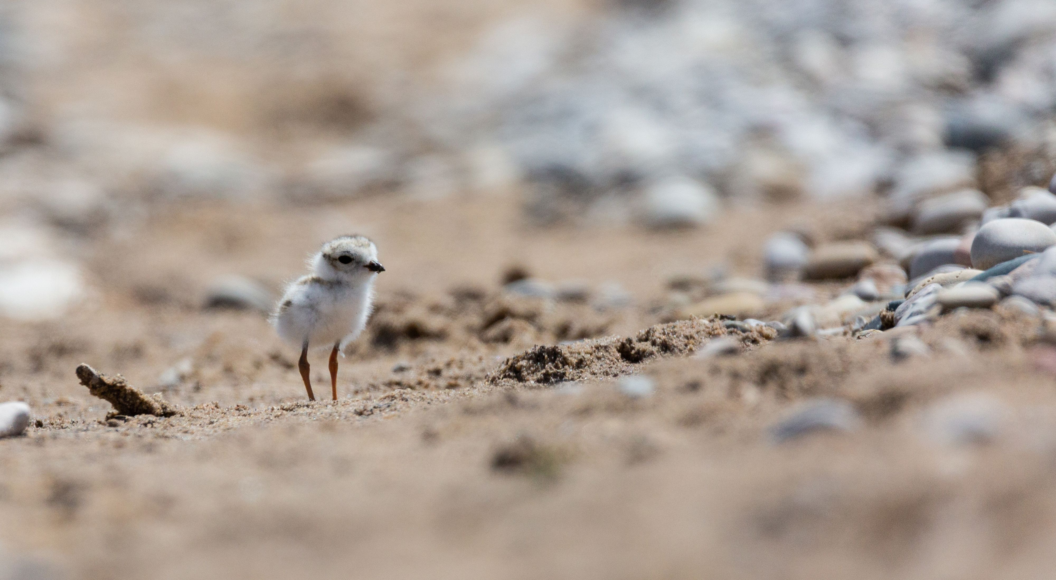 Closeup of a tiny piping plover chick standing on sand. 