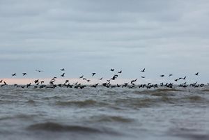 A group of birds fly low along Lake Huron in Michigan as the sun sets. 