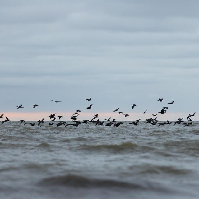 A group of birds fly low along Lake Huron in Michigan as the sun sets. 