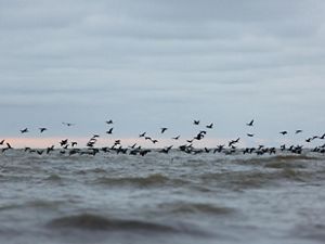 A group of birds fly low along Lake Huron in Michigan as the sun sets. 