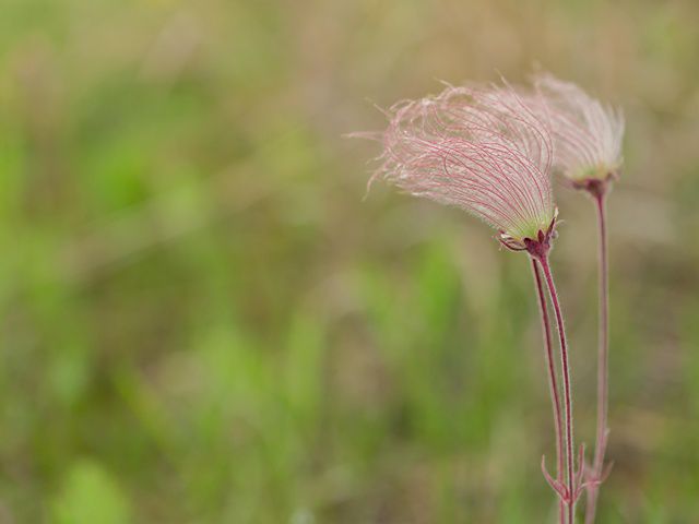 The pink seedheads of prairie smoke grow at Maxton Plains Preserve at Drummond Island.