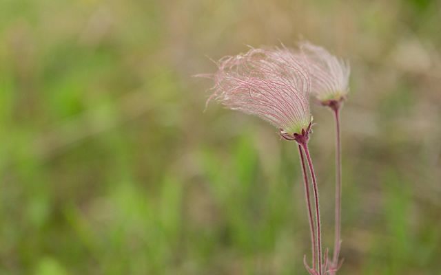 The pink seedheads of prairie smoke grow at Maxton Plains Preserve at Drummond Island. 