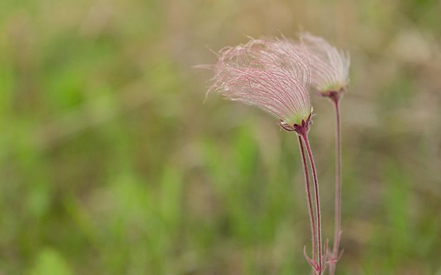 Three pink feathery seed heads with long magenta-colored stems of prairie smoke with green grasses in the background located at Maxton Plains Preserve, Michigan..
