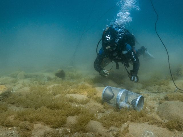 A diver underwater monitoring a rusty crayfish trap.