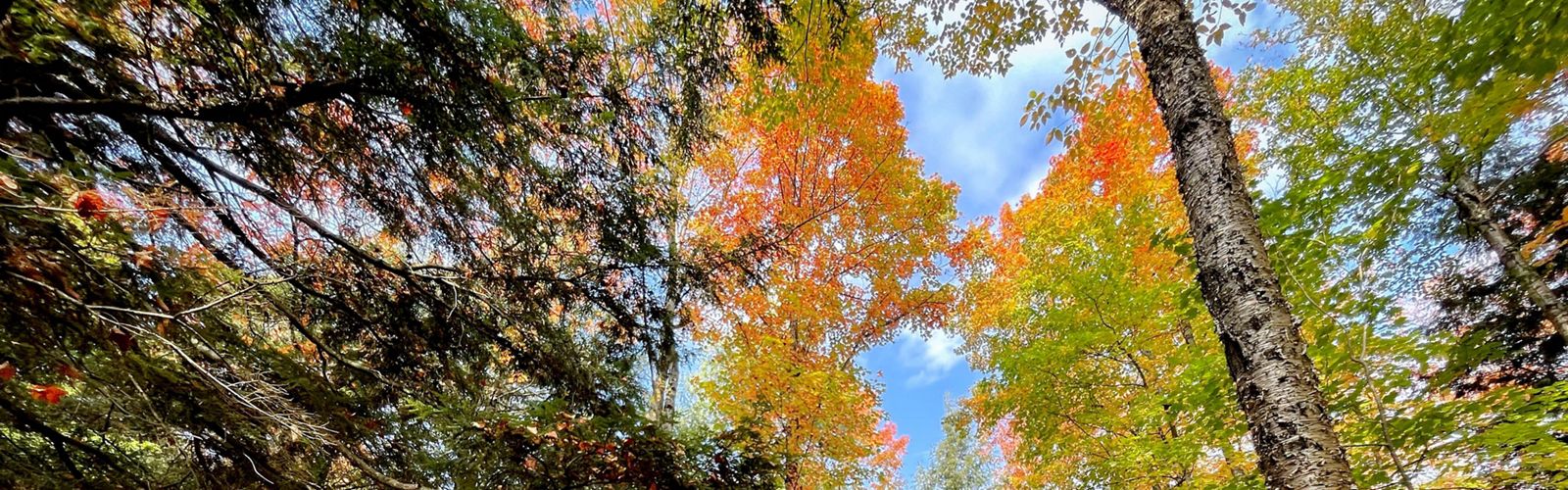 A forest of tall trees with brightly colored leaves.