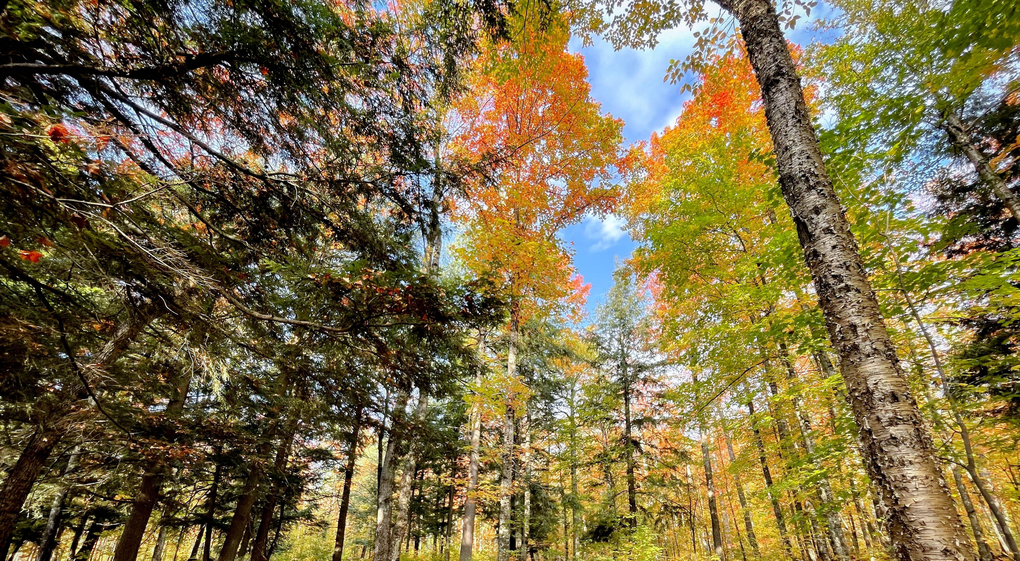 A fall-colored forest with a variety of trees and blue sky above.