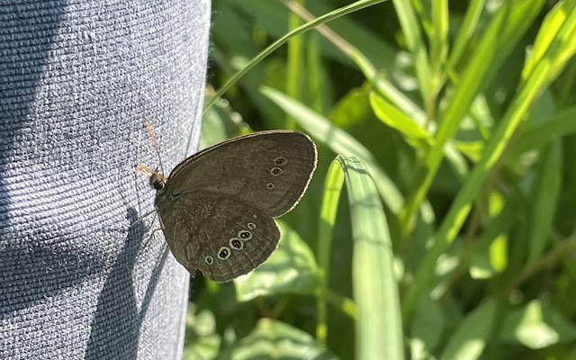 Why conserve butterflies? - Wildlife Preservation Canada